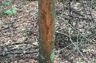 47 Southgate Ln, Hawkinsville, GA 31036 - Photo 64