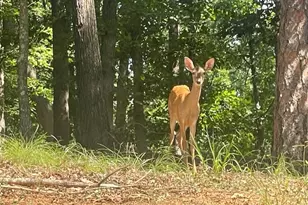 329 Greenleaf Dr, Lavonia, GA 30553 - Photo 46