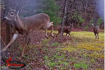 1994 Camp Creek Road, Lakemont, GA 30552 - Photo 70