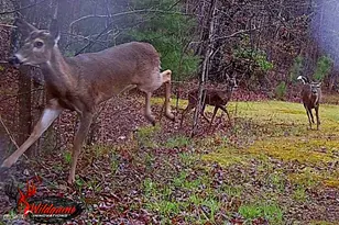 1994 Camp Creek Rd, Lakemont, GA 30552 - Photo 70