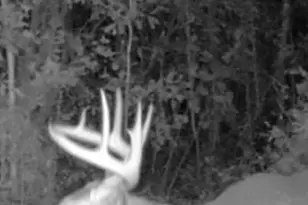 68 Sand Rdg Rd, Rhine, GA 31077 - Photo 54