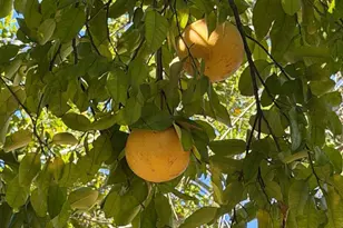 1208 Margaret, Waycross, GA 31503 - Photo 2