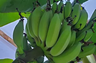 143 Arden Dr, Swainsboro, GA 30401 - Photo 40