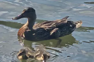 3102 Walt Stephens Rd, Jonesboro, GA 30236 - Photo 38