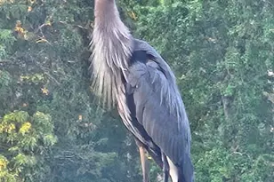 3102 Walt Stephens Rd, Jonesboro, GA 30236 - Photo 36