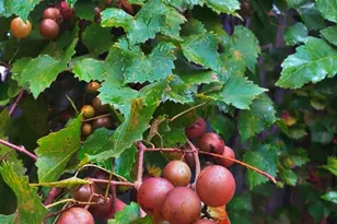 21 Fox Path, Saint Marys, GA 31558 - Photo 20