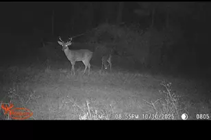 596 Arnett School Rd, Sylvania, GA 30467 - Photo 34