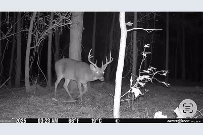 596 Arnett School Road, Sylvania, GA 30467 - Photo 28