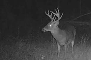 596 Arnett School Rd, Sylvania, GA 30467 - Photo 22