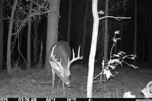 596 Arnett School Rd, Sylvania, GA 30467 - Photo 24