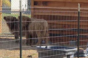 340 Wray Rd, Buchanan, GA 30113 - Photo 38