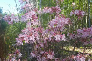 443 Back Valley Rd, Chickamauga, GA 30707 - Photo 74