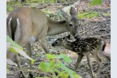 608 Moss Patch Trail, Jasper, GA 30143 - Photo 22