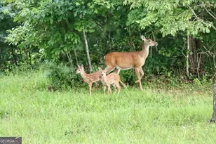 98 S Saddleback Trail, Blue Ridge, GA 30513 - Photo 66