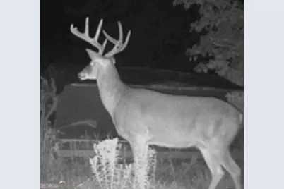 0 Poole Road, Ellaville, GA 31806 - Photo 26