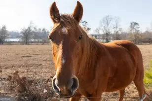 1578 Edsel Senn Rd, Rockledge, GA 30454 - Photo 32