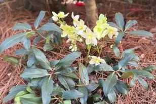 3030 Gadsden St, Alpharetta, GA 30022 - Photo 30