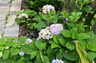 614 Palmetto St, Saint Simons, GA 31522 - Photo 30