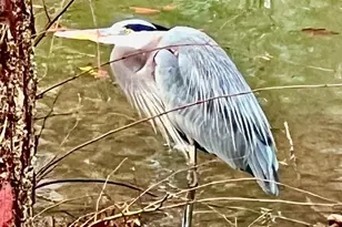 50 Birch Rd, Covington, GA 30014 - Photo 70