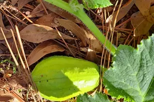 2601 Ridgewood Ln, Albany, GA 31707 - Photo 56