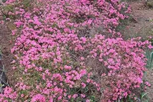 2601 Ridgewood Ln, Albany, GA 31707 - Photo 60