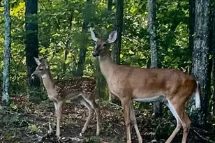 416 Undisclosed Dr, Morganton, GA 30560 - Photo 38