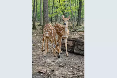 1286 Oglethorpe Mountain Road, Jasper, GA 30143 - Photo 26