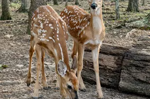 1286 Oglethorpe Mountain Rd, Jasper, GA 30143 - Photo 26