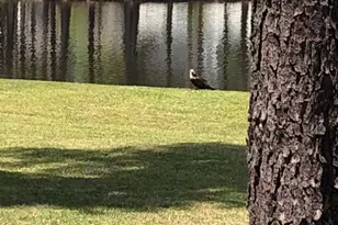 136 Alexander Farms Rd E, Statesboro, GA 30458 - Photo 40