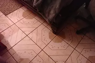 10617 Barberry Dr, Hampton, GA 30228 - Photo 34