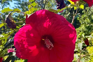 665 Island Shoals Rd, Covington, GA 30016 - Photo 8