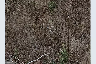 0 Eagle Pond / Old Smithville Road, Leesburg, GA 31763 - Photo 6