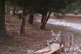 1584 Lexington-Carlton Rd, Carlton, GA 30627 - Photo 18