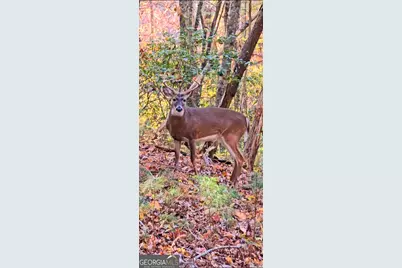 Lot 5 Gold Ridge Trail, Cherrylog, GA 30522 - Photo 14