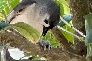 204 E Liberty St, Savannah, GA 31401 - Photo 68