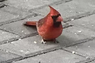 204 E Liberty St, Savannah, GA 31401 - Photo 58