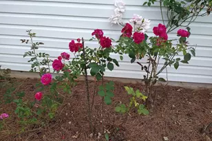 29 Mountain View Dr, Toccoa, GA 30577 - Photo 60