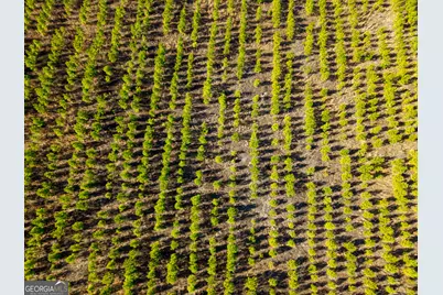 1 Henry Moxley Road, Cobbtown, GA 30420 - Photo 10