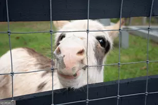 6008 Serene Cir, Gainesville, GA 30506 - Photo 52