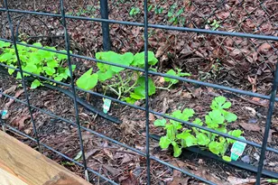 200 Blackbird Cir, Monticello, GA 31064 - Photo 38