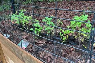 200 Blackbird Cir, Monticello, GA 31064 - Photo 40