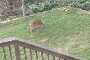 5560 Pilgrim Point Ext, Cumming, GA 30041 - Photo 38