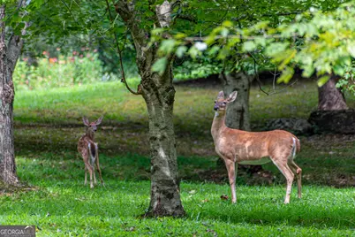 Lot 104 Mountain Creek Hollow Drive, Talking Rock, GA 30175 - Photo 46