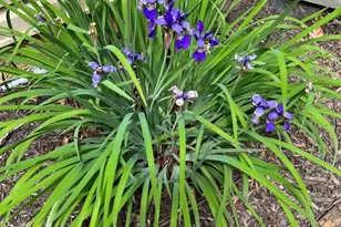 99 Georgias Ln, Dallas, GA 30157 - Photo 10