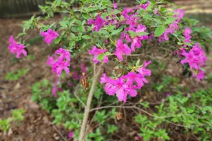 180 Sycamore Bend, Fayetteville, GA 30214 - Photo 32