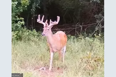 0 Abbeville Highway, Pineview, GA 31001 - Photo 2