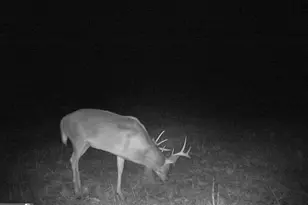 1980 Old Trader's Hill Rd, Folkston, GA 31537 - Photo 12