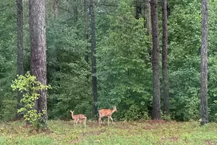 1270 McGarity Rd, Temple, GA 30179 - Photo 54