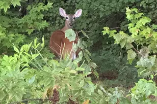 1270 McGarity Rd, Temple, GA 30179 - Photo 56