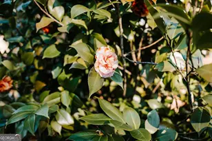 119 Ralph Bridges Rd, Lexington, GA 30648 - Photo 48